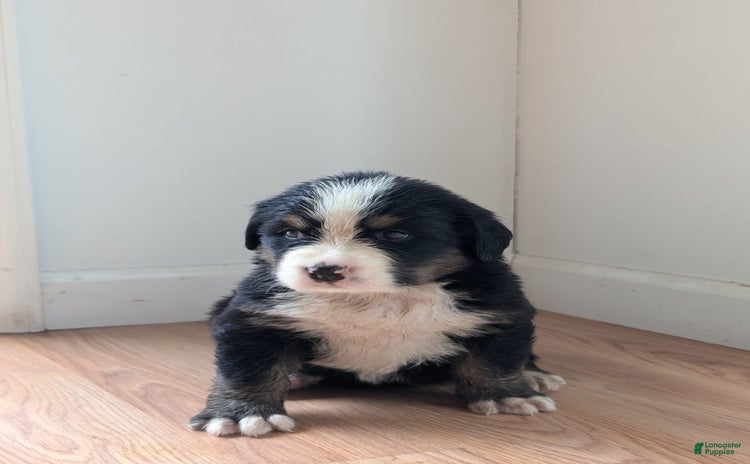 Bernese Mountain Dog dogs - Advert 6