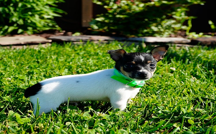 Toy Fox Terrier dogs - Advert 3