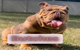 English Bulldog dogs for sale: Peaches - Image 11
