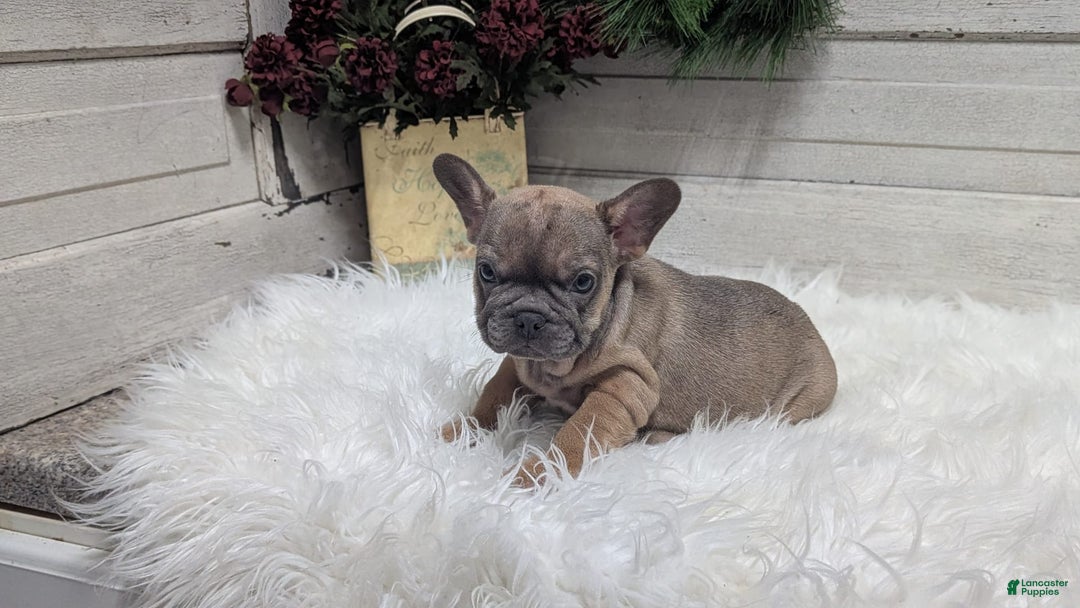 French Bulldog dogs for sale: French Bulldog 2 puppies - Image 14
