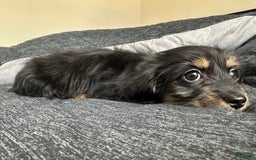Miniature Dachshund dogs for sale: Millie - Image 5