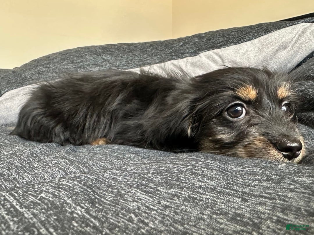 Miniature Dachshund dogs for sale: Millie - Image 5