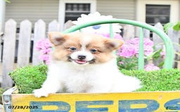 Pomeranian dogs for sale: Celia - Image 7
