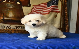 Bichon Frise dogs for sale: Comet - Image 3