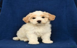 Shihpoo dogs for sale: Jim - Image 5