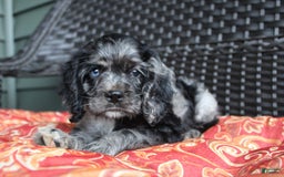 Cocker Spaniel dogs for sale: Oceon - Image 9