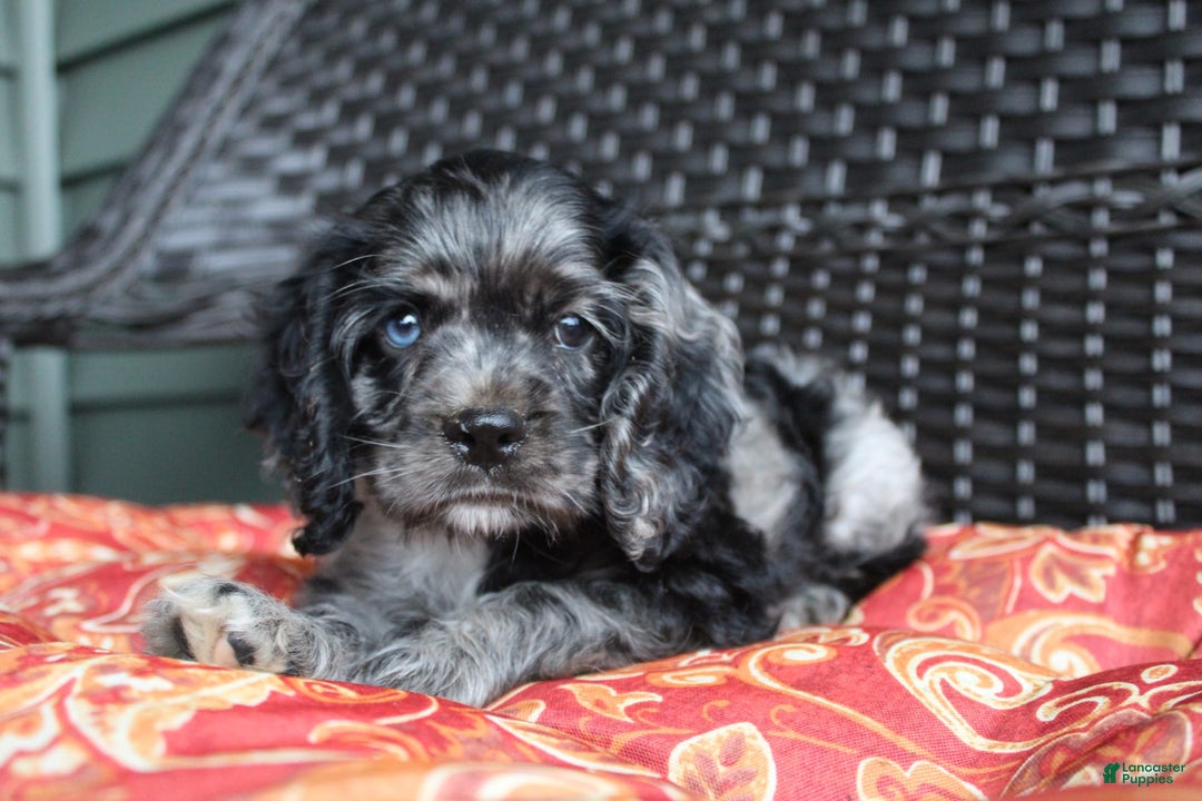 Cocker Spaniel dogs for sale: Oceon - Image 9