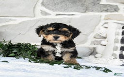 Yochon dogs for sale: Tristin - Image 2