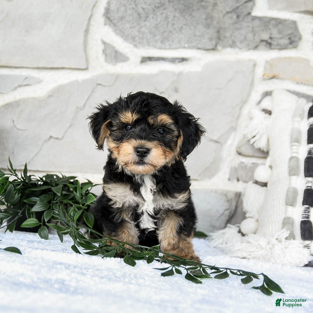 Yochon dogs for sale: Tristin - Image 2