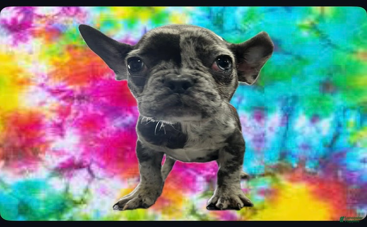 French Bulldog dogs for sale - Ad 4