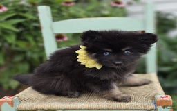 Pomsky dogs for sale: Tessa - Image 3