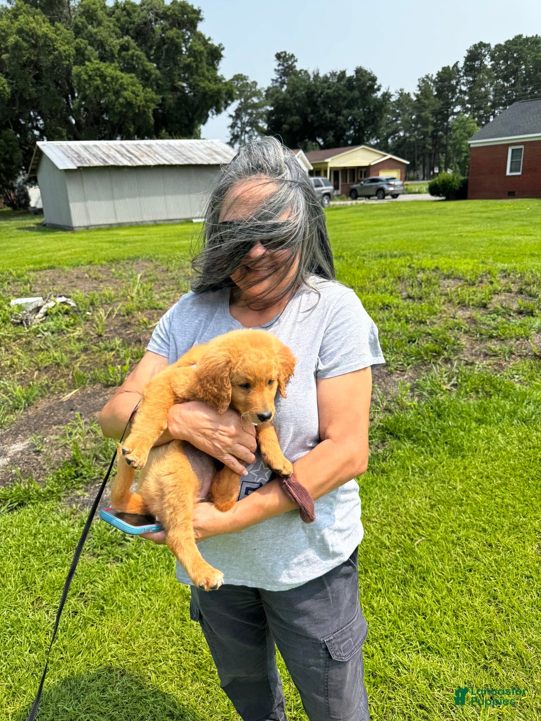 Goldendoodle dogs for sale: Daisy - Image 3