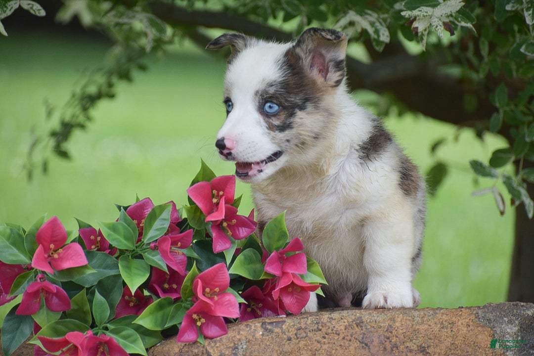 Welsh Corgi Pembroke dogs for sale: Rascle - Image 1