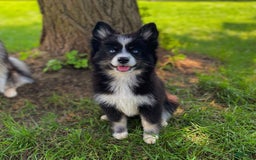 Pomsky dogs for sale: Nami - Image 14