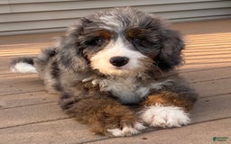 Mini Bernedoodle dogs for sale: 💙 Boston Ma 💙 Mini Bernedoodle - Image 11
