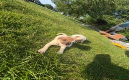 Jack Russell Terrier dogs for sale: Sydney - Image 1