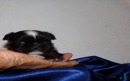 Shih Tzu dogs for sale: Tiny Jetta - Image 9
