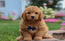  dogs for sale: Mini Goldendoodle 4 puppies - Image 9