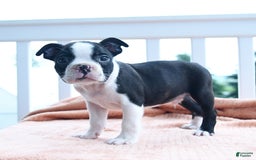 Boston Terrier dogs for sale: Earl - Image 2