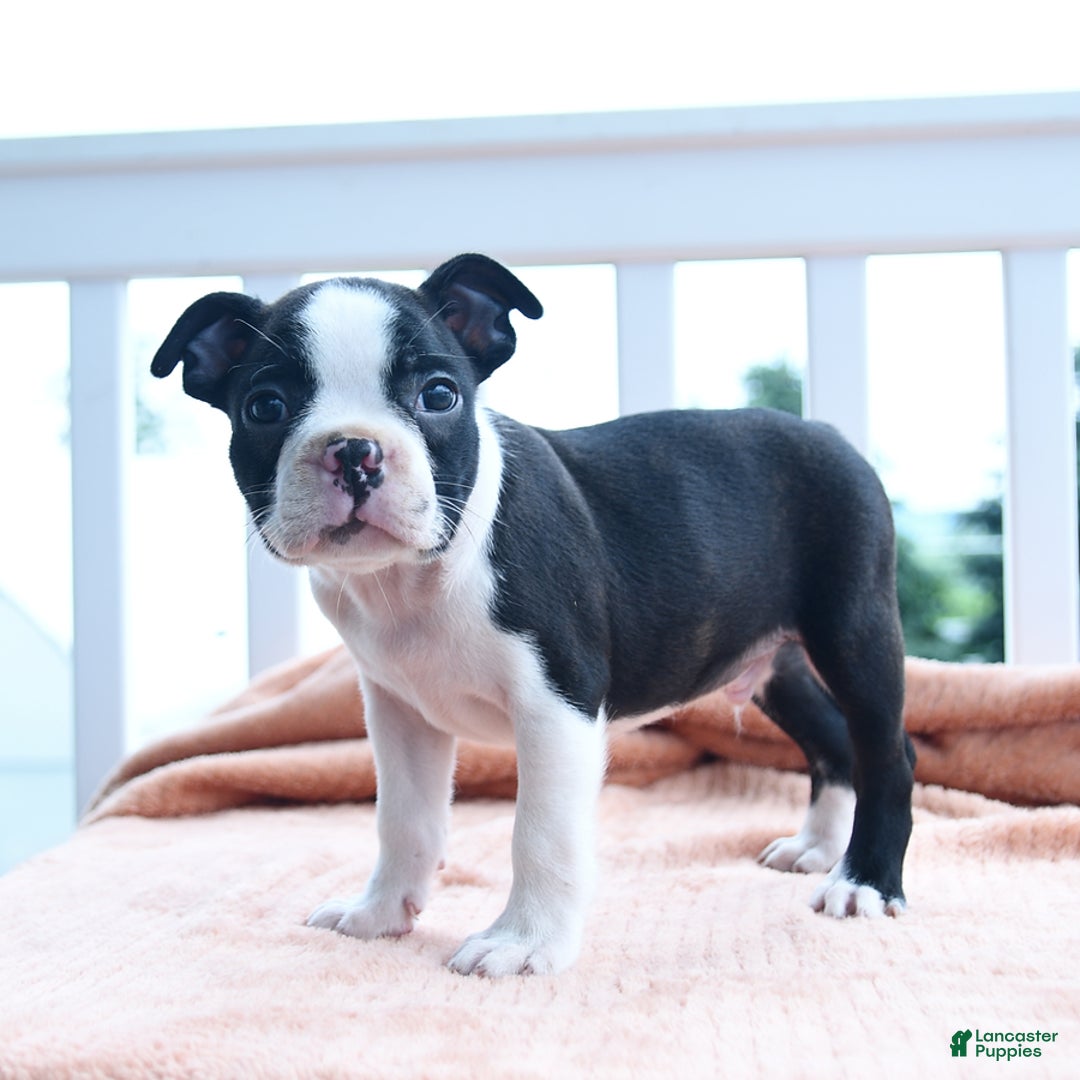 Boston Terrier dogs for sale: Earl - Image 2