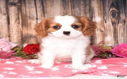 Cavalier King Charles Spaniel dogs for sale: Jude - Image 5