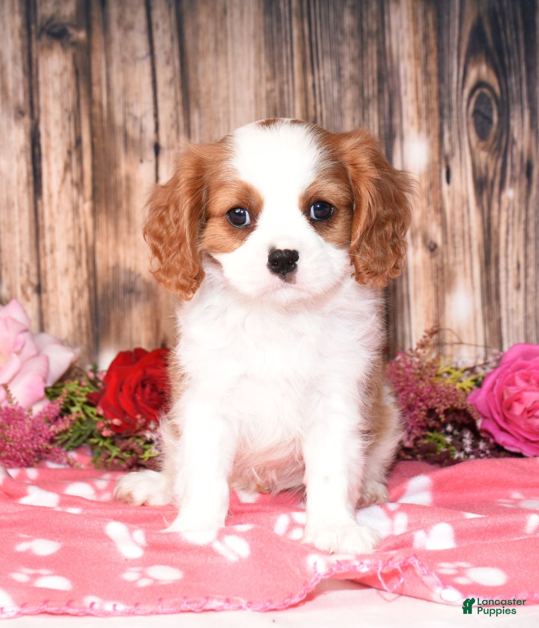 Cavalier King Charles Spaniel dogs for sale: Jude - Image 5