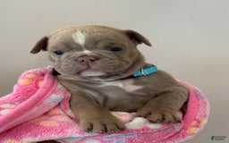English Bulldog dogs for sale: Skyler - Image 2