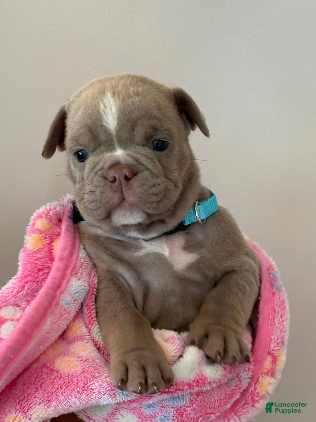 English Bulldog dogs for sale: Skyler - Image 2