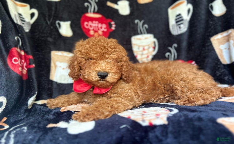 Cavapoo dogs for sale - Ad 4
