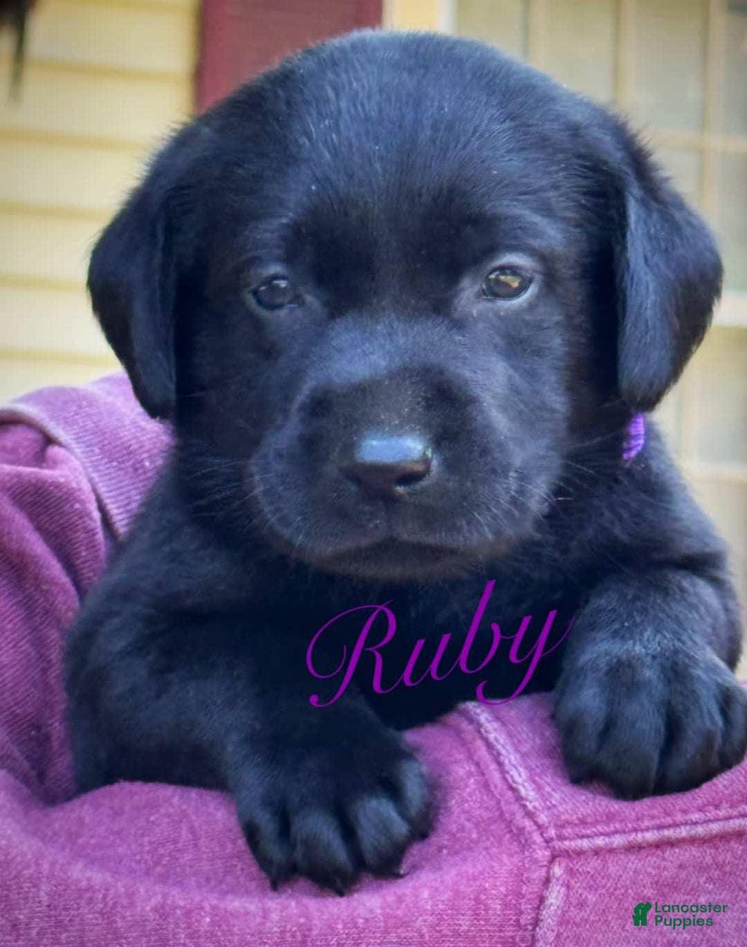 Labrador Retriever dogs for sale: Ruby - Image 6