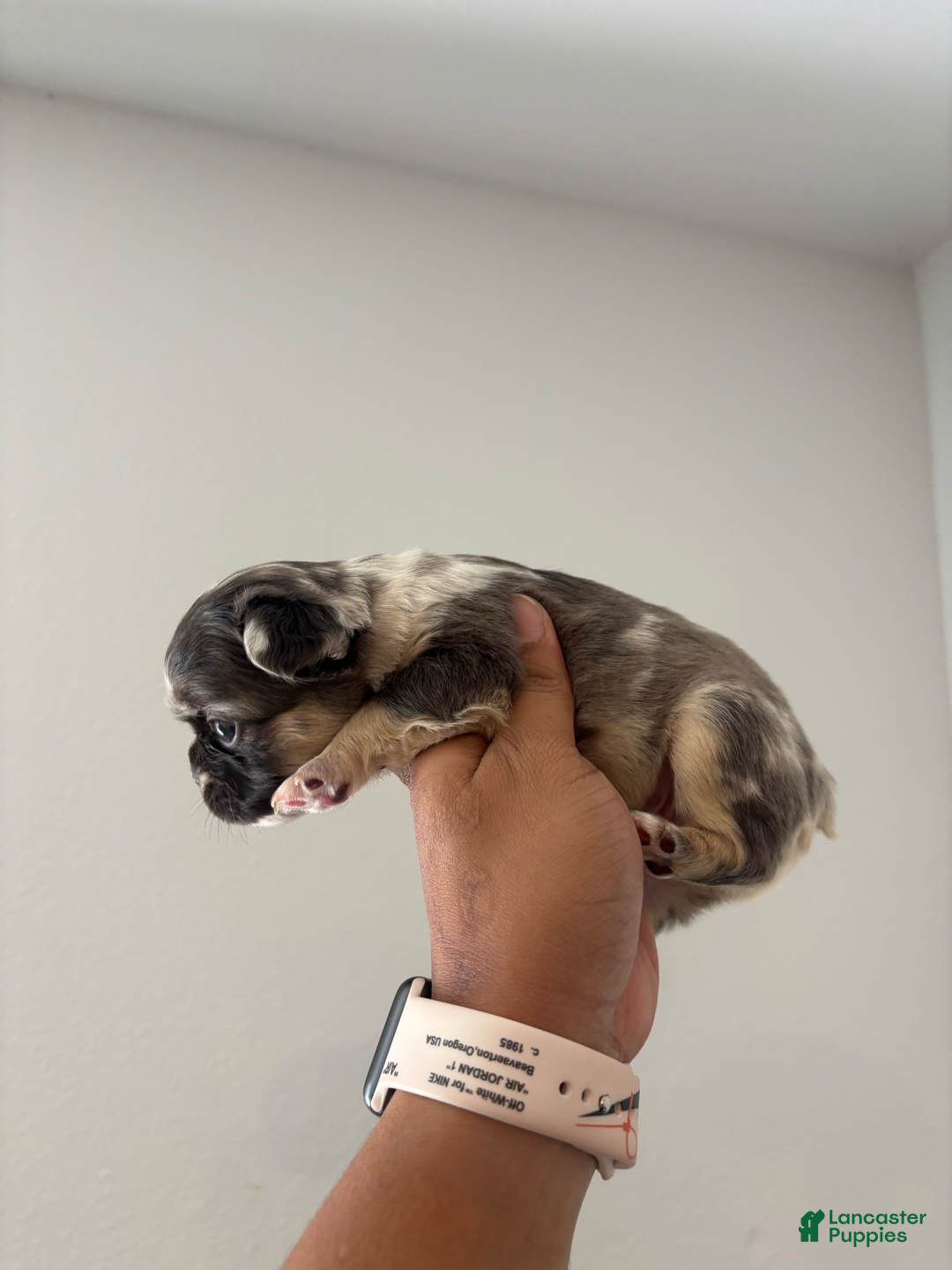 French Bulldog dogs for sale: Chuckie - Image 4