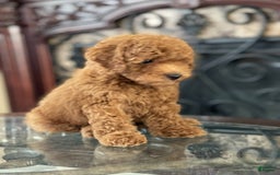 Toy Poodle dogs for sale: Puppy - Image 2