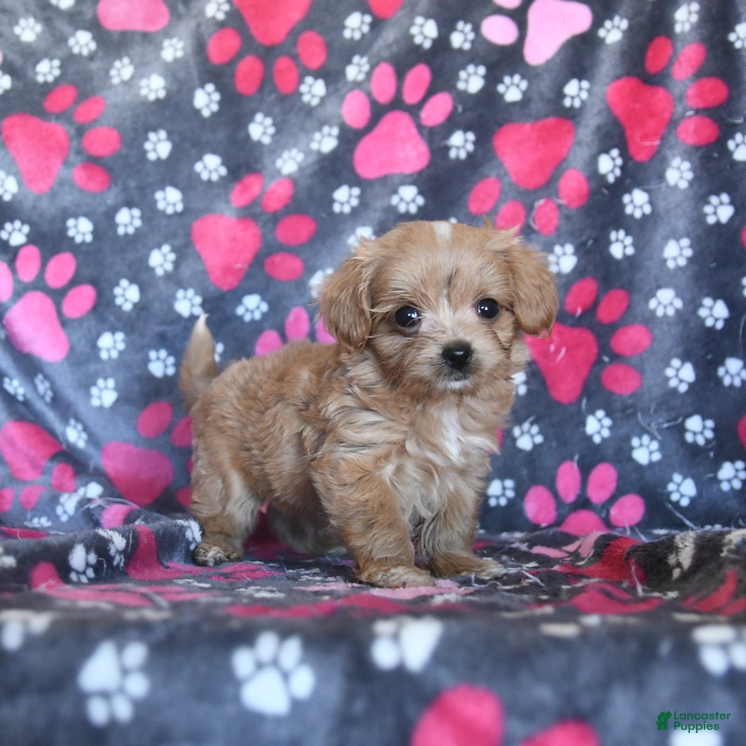 Cavapoo dogs for sale: Alex - Image 3