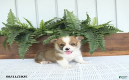 Welsh Corgi Pembroke dogs for sale: Maverick - Image 1