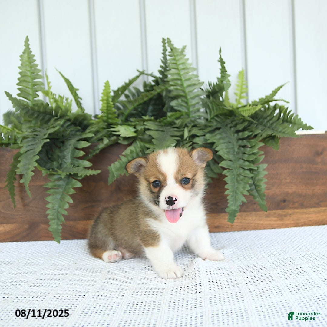 Welsh Corgi Pembroke dogs for sale: Maverick - Image 1