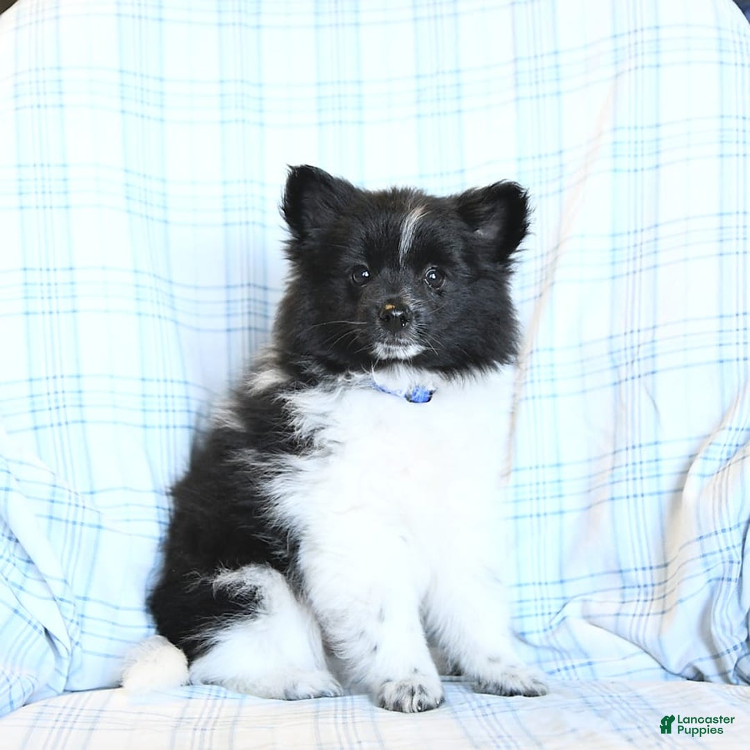 Pomeranian dogs for sale: Cody - Image 4