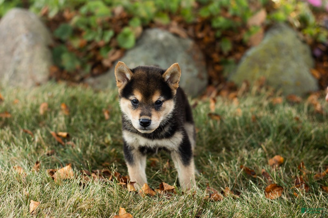 Shiba Inu dogs for sale: Carter - Image 4