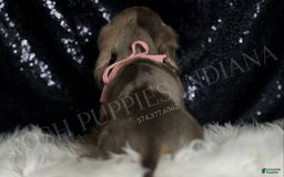 Miniature Dachshund dogs for sale: Lani - Image 6