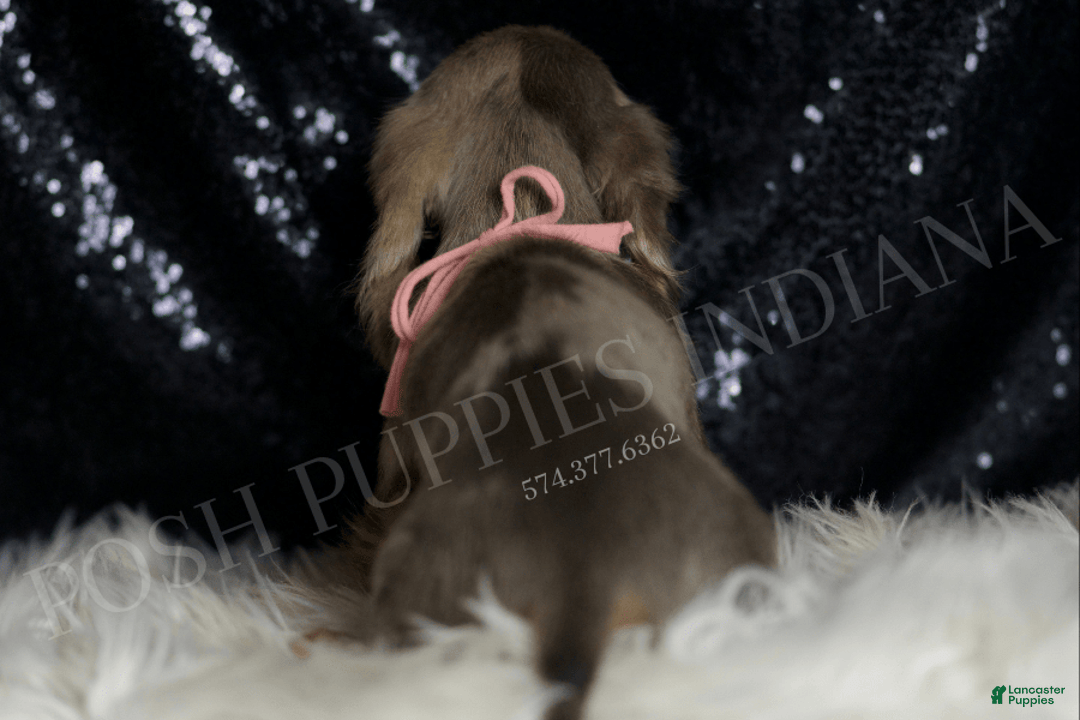 Miniature Dachshund dogs for sale: Lani - Image 6