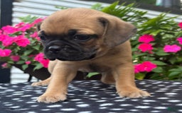 Puggle dogs for sale: Elmo - Image 2