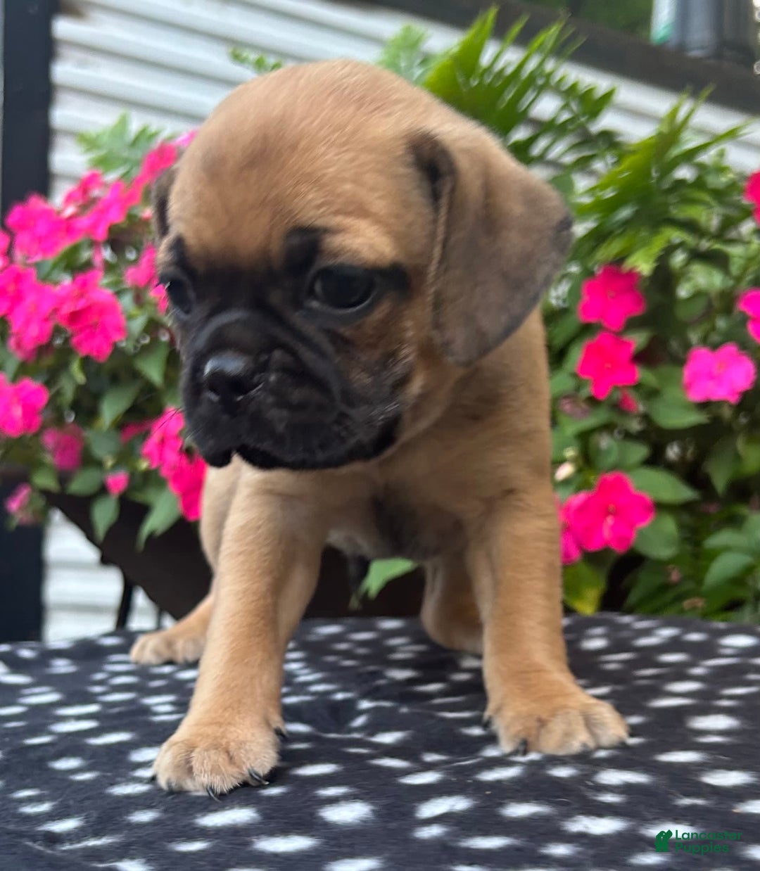 Puggle dogs for sale: Elmo - Image 2