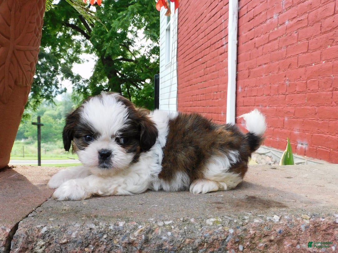 Shih Tzu dogs for sale: Dallas - Image 2