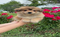 Yorkshire Terrier dogs for sale: Cooper - Image 1