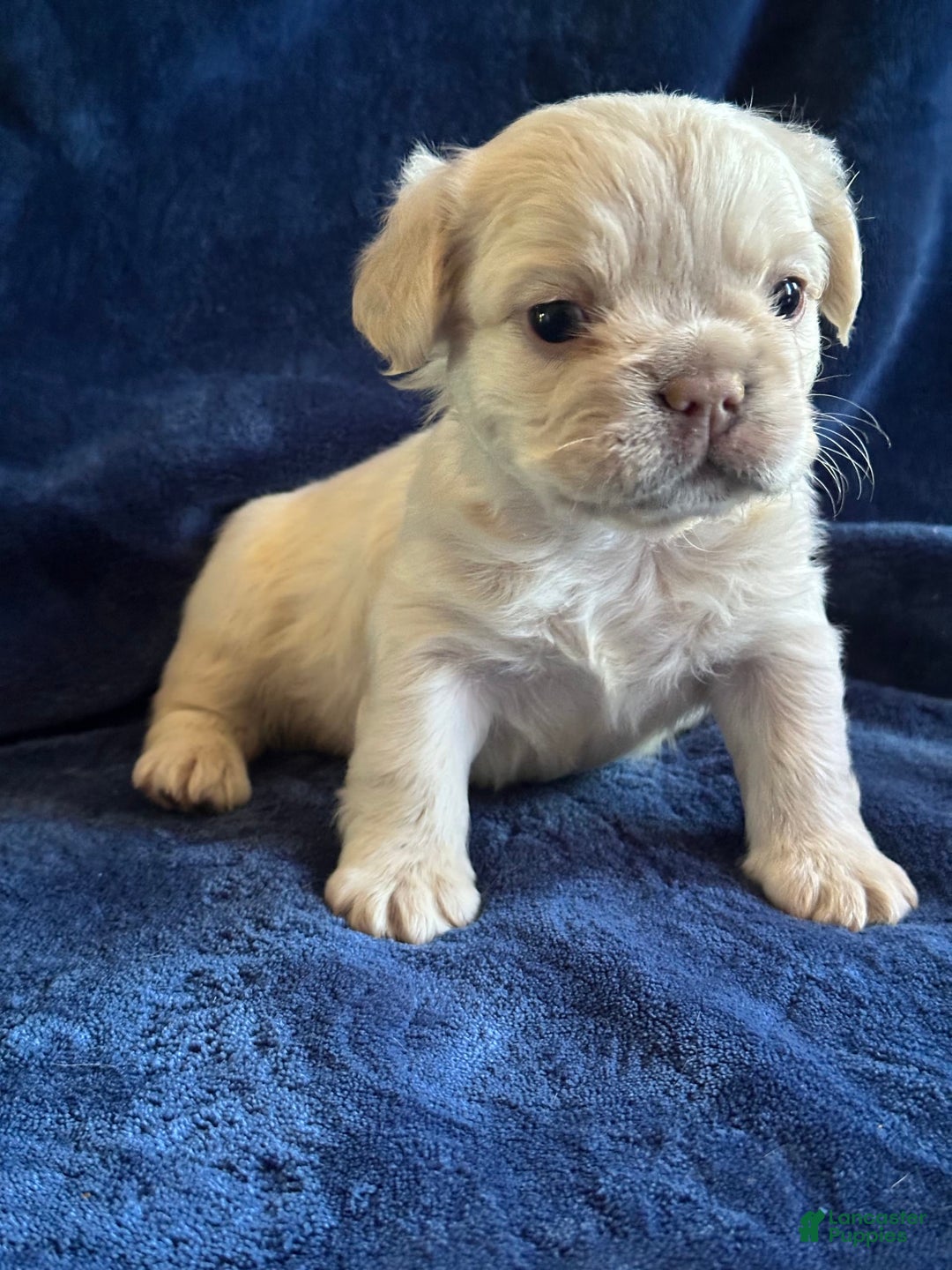French Bulldog dogs for sale: Chyna - Image 1