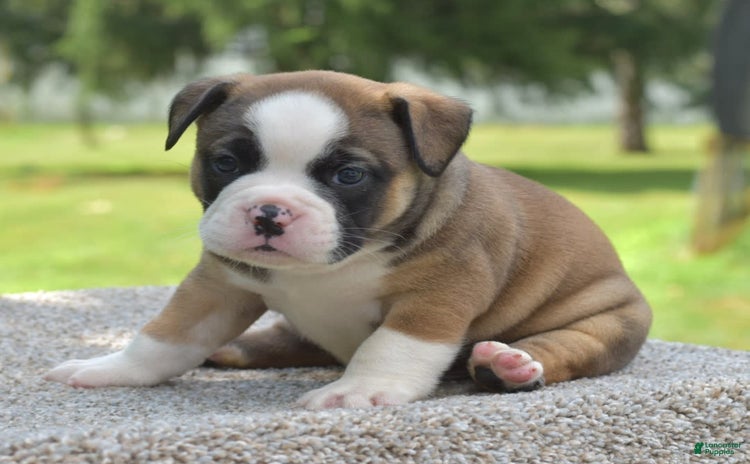 French Bulldog dogs for sale - Ad 3