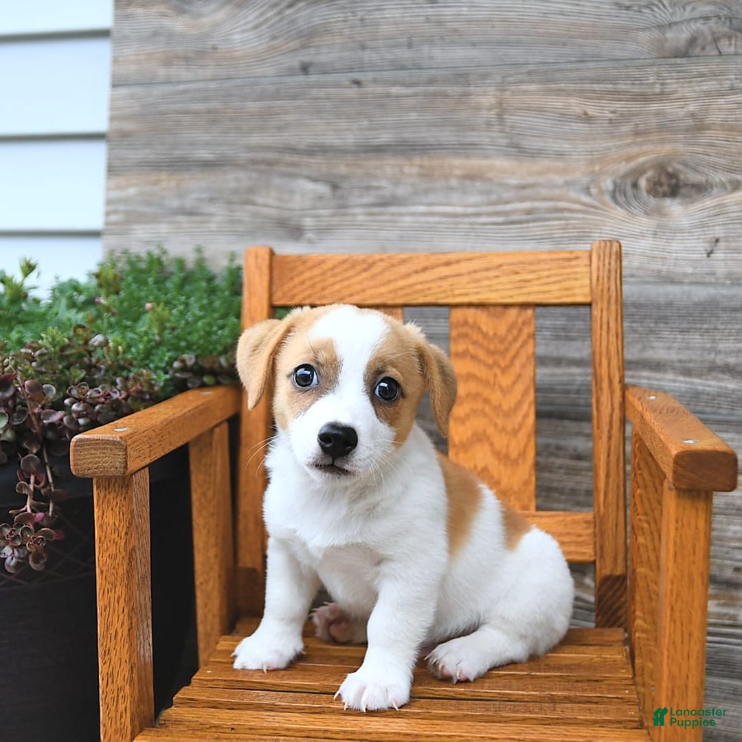 Jack Russell Terrier dogs for sale: Ranger - Image 9