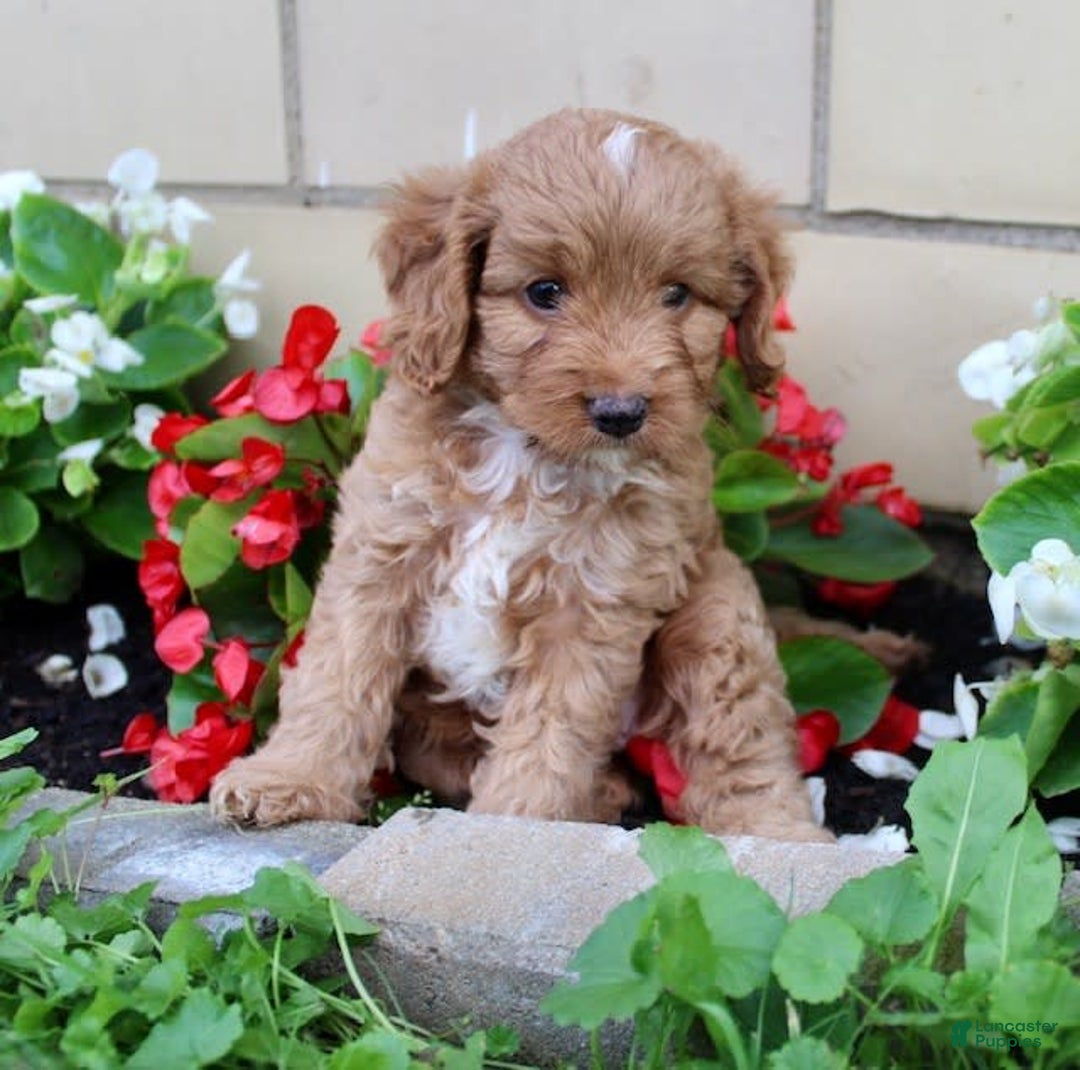 Cavapoo dogs for sale: Olive - Image 6