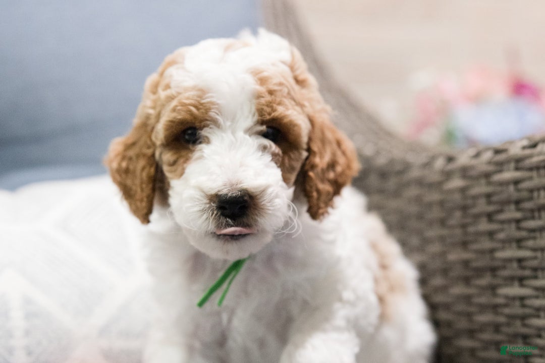 Standard Poodle dogs for sale: Churro - Image 1