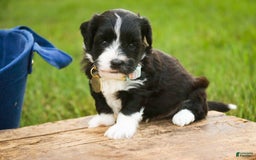 Havanese dogs for sale: Roo - Image 7
