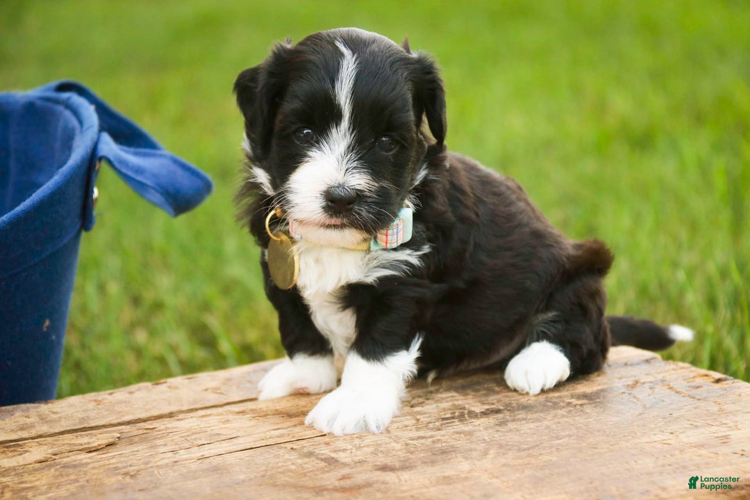 Havanese dogs for sale: Roo - Image 7